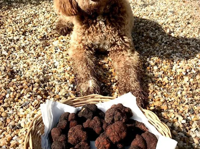 Bed & Breakfast Les Cedres Du Linard, D'hotes Near Lascaux, Montignac, Sarlat-la-caneda, Dordogne La Chapelle-Aubareil